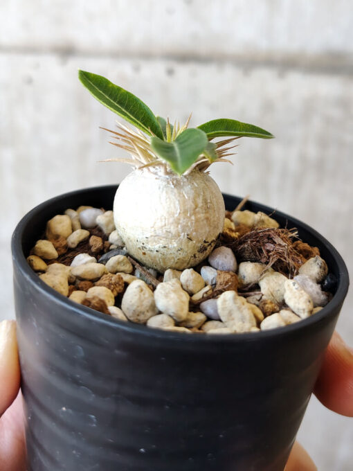 【現品限り】パキポディウム・エニグマチカム【V33】 Pachypodium enigmaticum【植物】塊根植物 夏型 コーデックス - 画像 (3)