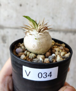 【現品限り】パキポディウム・エニグマチカム【V34】 Pachypodium enigmaticum【植物】塊根植物 夏型 コーデックス