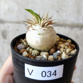 【現品限り】パキポディウム・エニグマチカム【V34】 Pachypodium enigmaticum【植物】塊根植物 夏型 コーデックス
