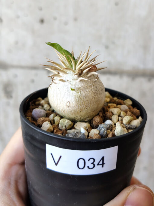 【現品限り】パキポディウム・エニグマチカム【V34】 Pachypodium enigmaticum【植物】塊根植物 夏型 コーデックス