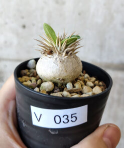 【現品限り】パキポディウム・エニグマチカム【V35】 Pachypodium enigmaticum【植物】塊根植物 夏型 コーデックス