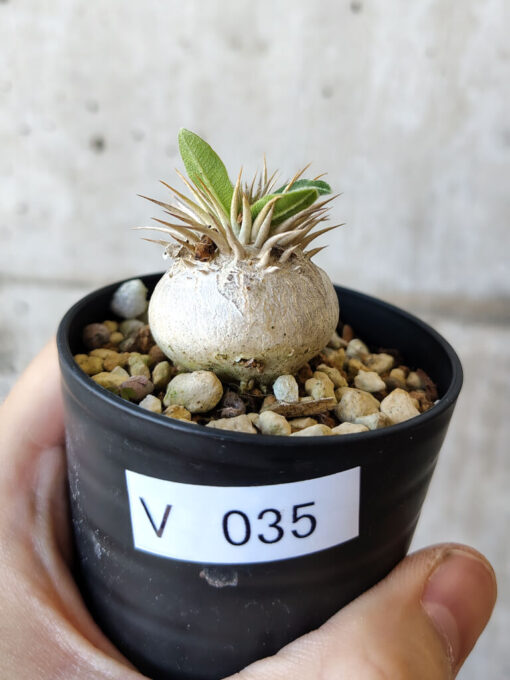 【現品限り】パキポディウム・エニグマチカム【V35】 Pachypodium enigmaticum【植物】塊根植物 夏型 コーデックス