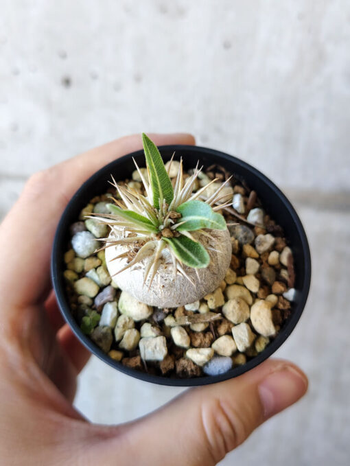 【現品限り】パキポディウム・エニグマチカム【V35】 Pachypodium enigmaticum【植物】塊根植物 夏型 コーデックス - 画像 (2)