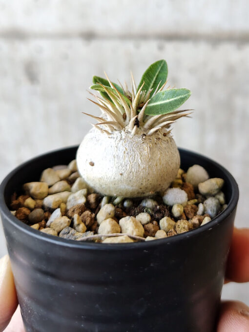 【現品限り】パキポディウム・エニグマチカム【V35】 Pachypodium enigmaticum【植物】塊根植物 夏型 コーデックス - 画像 (3)