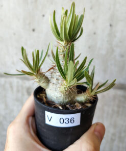 【現品限り】パキポディウム・グラキリス 実生【V36】 Pachypodium gracilius【植物】塊根植物 夏型 コーデックス
