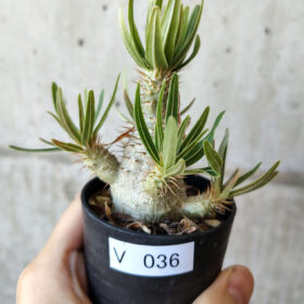 【現品限り】パキポディウム・グラキリス 実生【V36】 Pachypodium gracilius【植物】塊根植物 夏型 コーデックス