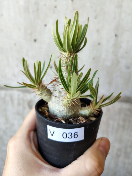 【現品限り】パキポディウム・グラキリス 実生【V36】 Pachypodium gracilius【植物】塊根植物 夏型 コーデックス