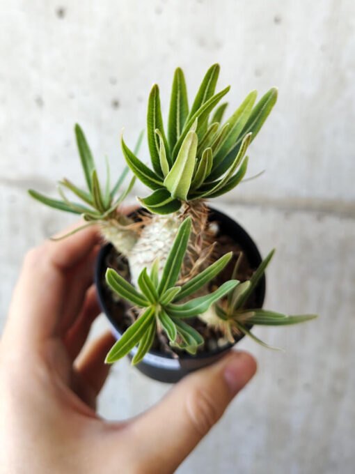 【現品限り】パキポディウム・グラキリス 実生【V36】 Pachypodium gracilius【植物】塊根植物 夏型 コーデックス - 画像 (2)