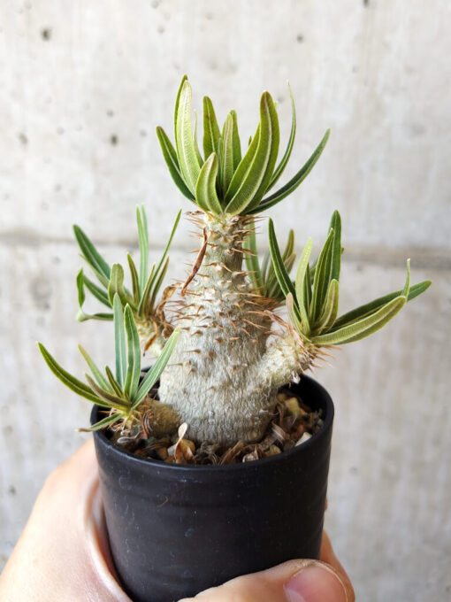 【現品限り】パキポディウム・グラキリス 実生【V36】 Pachypodium gracilius【植物】塊根植物 夏型 コーデックス - 画像 (3)