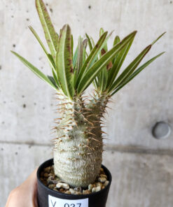 【現品限り】パキポディウム・グラキリス 実生【V37】 Pachypodium gracilius【植物】塊根植物 夏型 コーデックス