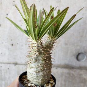 【現品限り】パキポディウム・グラキリス 実生【V37】 Pachypodium gracilius【植物】塊根植物 夏型 コーデックス