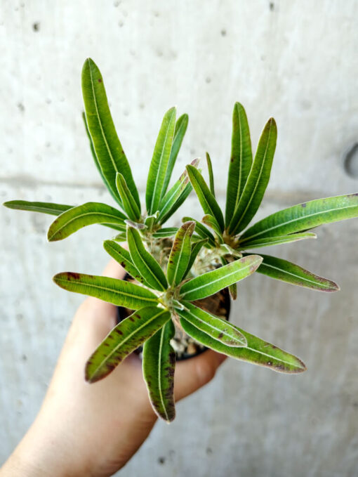 【現品限り】パキポディウム・グラキリス 実生【V37】 Pachypodium gracilius【植物】塊根植物 夏型 コーデックス - 画像 (2)