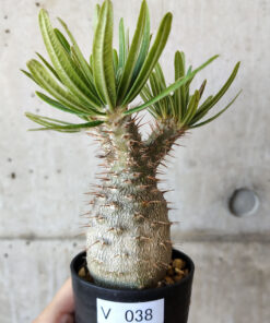 【現品限り】パキポディウム・グラキリス 実生【V38】 Pachypodium gracilius【植物】塊根植物 夏型 コーデックス