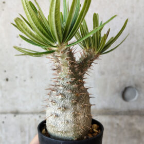 【現品限り】パキポディウム・グラキリス 実生【V38】 Pachypodium gracilius【植物】塊根植物 夏型 コーデックス