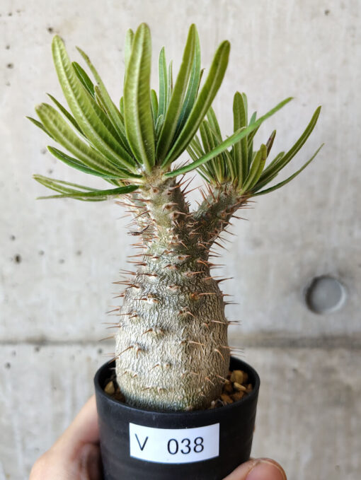 【現品限り】パキポディウム・グラキリス 実生【V38】 Pachypodium gracilius【植物】塊根植物 夏型 コーデックス