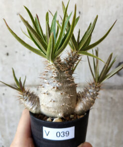 【現品限り】パキポディウム・グラキリス 実生【V39】 Pachypodium gracilius【植物】塊根植物 夏型 コーデックス
