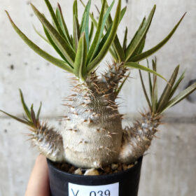 【現品限り】パキポディウム・グラキリス 実生【V39】 Pachypodium gracilius【植物】塊根植物 夏型 コーデックス