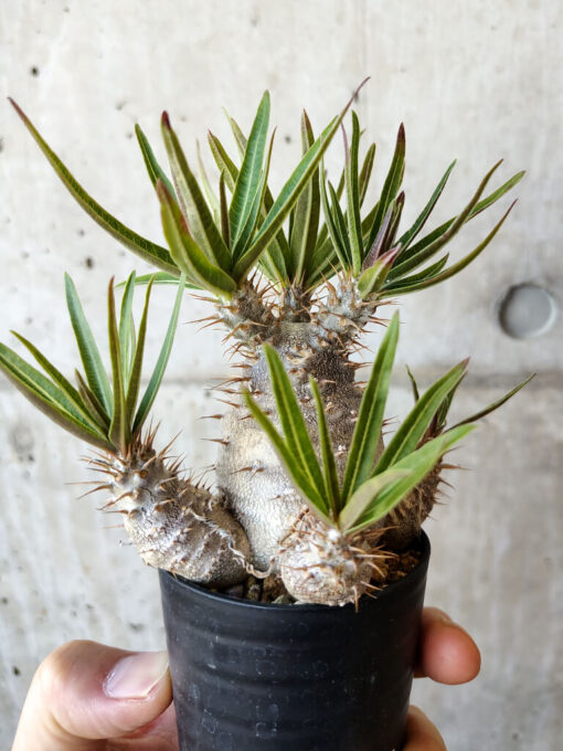 【現品限り】パキポディウム・グラキリス 実生【V39】 Pachypodium gracilius【植物】塊根植物 夏型 コーデックス - 画像 (3)