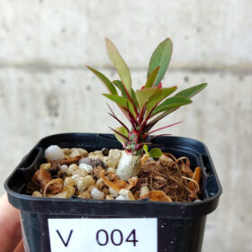 【現品限り】フォークイエリア・ファシクラータ【V4】 Fouquieria fasciculata【植物】塊根植物 夏型 コーデックス