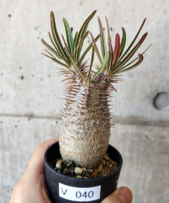 【現品限り】パキポディウム・グラキリス 実生【V40】 Pachypodium gracilius【植物】塊根植物 夏型 コーデックス