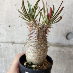 【現品限り】パキポディウム・グラキリス 実生【V40】 Pachypodium gracilius【植物】塊根植物 夏型 コーデックス