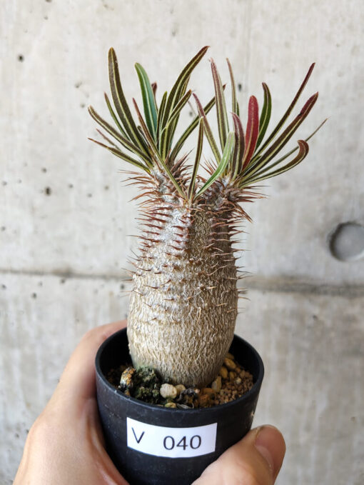【現品限り】パキポディウム・グラキリス 実生【V40】 Pachypodium gracilius【植物】塊根植物 夏型 コーデックス