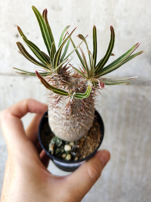【現品限り】パキポディウム・グラキリス 実生【V40】 Pachypodium gracilius【植物】塊根植物 夏型 コーデックス - 画像 (2)