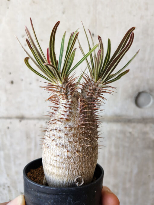 【現品限り】パキポディウム・グラキリス 実生【V40】 Pachypodium gracilius【植物】塊根植物 夏型 コーデックス - 画像 (3)