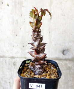 【現品限り】ベイセリア・メキシカーナ 大株【V41】 Beiselia mexicana【植物】塊根植物 夏型 コーデックス