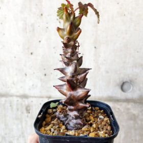 【現品限り】ベイセリア・メキシカーナ 大株【V41】 Beiselia mexicana【植物】塊根植物 夏型 コーデックス
