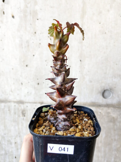 【現品限り】ベイセリア・メキシカーナ 大株【V41】 Beiselia mexicana【植物】塊根植物 夏型 コーデックス
