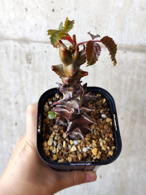 【現品限り】ベイセリア・メキシカーナ 大株【V41】 Beiselia mexicana【植物】塊根植物 夏型 コーデックス - 画像 (2)