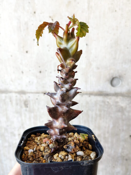 【現品限り】ベイセリア・メキシカーナ 大株【V41】 Beiselia mexicana【植物】塊根植物 夏型 コーデックス - 画像 (4)