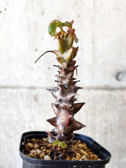 【現品限り】ベイセリア・メキシカーナ 大株【V41】 Beiselia mexicana【植物】塊根植物 夏型 コーデックス - 画像 (5)