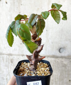 【現品限り】ベイセリア・メキシカーナ 大株【V42】 Beiselia mexicana【植物】塊根植物 夏型 コーデックス