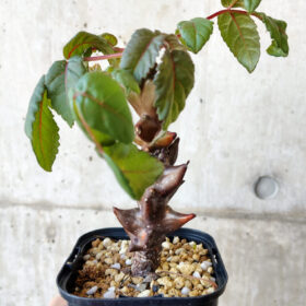 【現品限り】ベイセリア・メキシカーナ 大株【V42】 Beiselia mexicana【植物】塊根植物 夏型 コーデックス