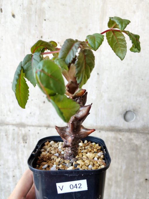 【現品限り】ベイセリア・メキシカーナ 大株【V42】 Beiselia mexicana【植物】塊根植物 夏型 コーデックス