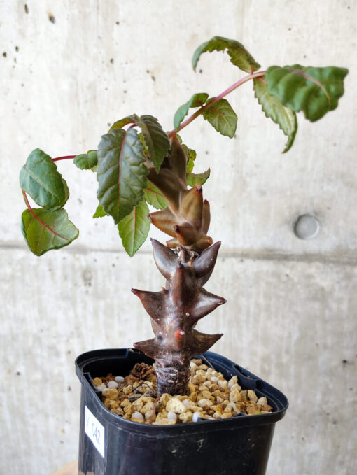 【現品限り】ベイセリア・メキシカーナ 大株【V42】 Beiselia mexicana【植物】塊根植物 夏型 コーデックス - 画像 (3)