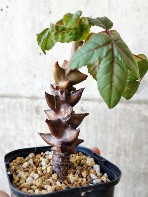 【現品限り】ベイセリア・メキシカーナ 大株【V42】 Beiselia mexicana【植物】塊根植物 夏型 コーデックス - 画像 (5)