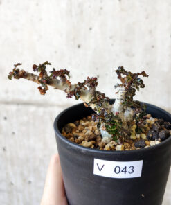 【現品限り】ボスウェリア・ナナ 大株【V43】 Boswellia nana【植物】塊根植物 夏型 コーデックス