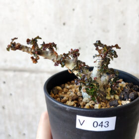 【現品限り】ボスウェリア・ナナ 大株【V43】 Boswellia nana【植物】塊根植物 夏型 コーデックス