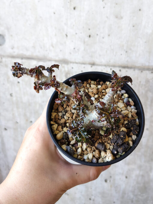 【現品限り】ボスウェリア・ナナ 大株【V43】 Boswellia nana【植物】塊根植物 夏型 コーデックス - 画像 (2)
