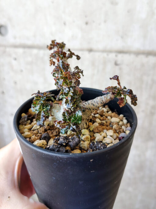【現品限り】ボスウェリア・ナナ 大株【V43】 Boswellia nana【植物】塊根植物 夏型 コーデックス - 画像 (3)
