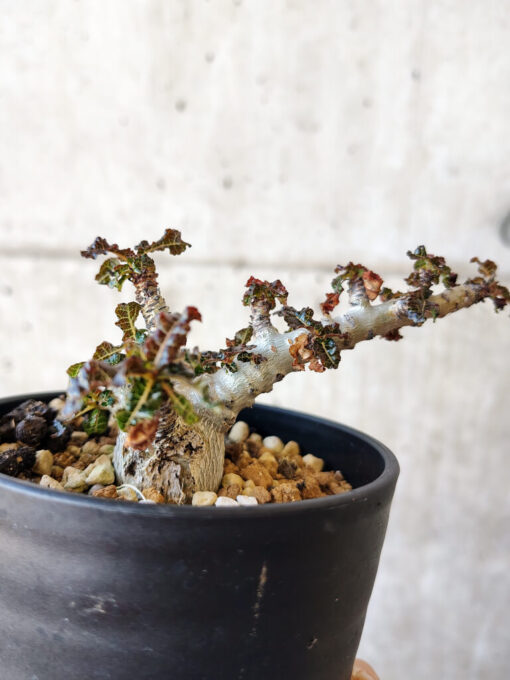【現品限り】ボスウェリア・ナナ 大株【V43】 Boswellia nana【植物】塊根植物 夏型 コーデックス - 画像 (4)