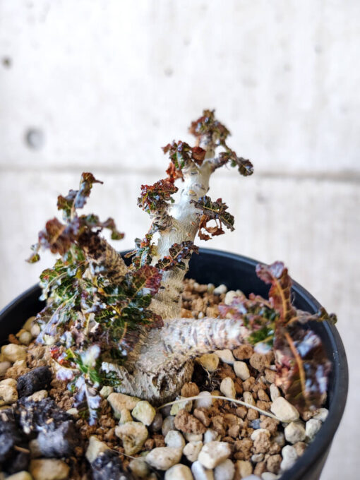 【現品限り】ボスウェリア・ナナ 大株【V43】 Boswellia nana【植物】塊根植物 夏型 コーデックス - 画像 (5)