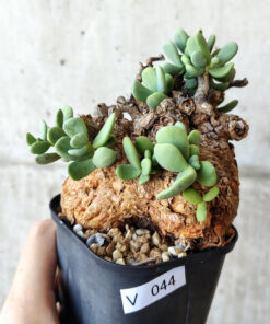 【現品限り】ケラリア・ピグマエア 現地株 約1年管理【V44】 Ceraria pygmae【植物】塊根植物 夏型 コーデックス