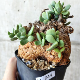 【現品限り】ケラリア・ピグマエア 現地株 約1年管理【V44】 Ceraria pygmae【植物】塊根植物 夏型 コーデックス