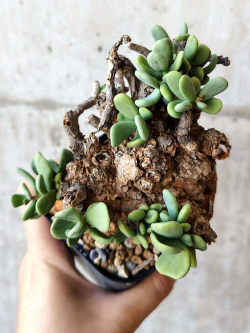 【現品限り】ケラリア・ピグマエア 現地株 約1年管理【V44】 Ceraria pygmae【植物】塊根植物 夏型 コーデックス - 画像 (2)