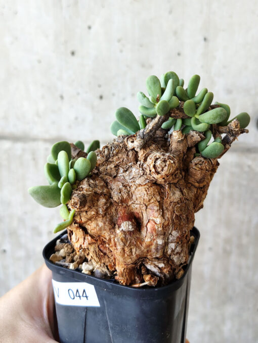 【現品限り】ケラリア・ピグマエア 現地株 約1年管理【V44】 Ceraria pygmae【植物】塊根植物 夏型 コーデックス - 画像 (3)