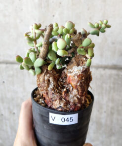【現品限り】ケラリア・ピグマエア 現地株 約1年管理【V45】 Ceraria pygmae【植物】塊根植物 夏型 コーデックス